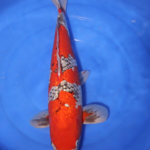 Carpe koi Goshiki – Goshiki Ginrin 58cm (4079)