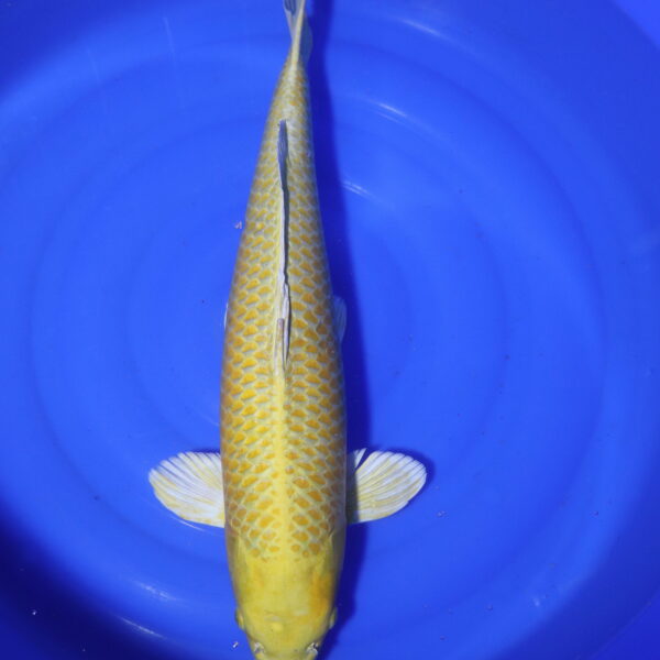 Carpe koi Yamabuki Ogon – Yamabuki Ogon 63cm (4096)