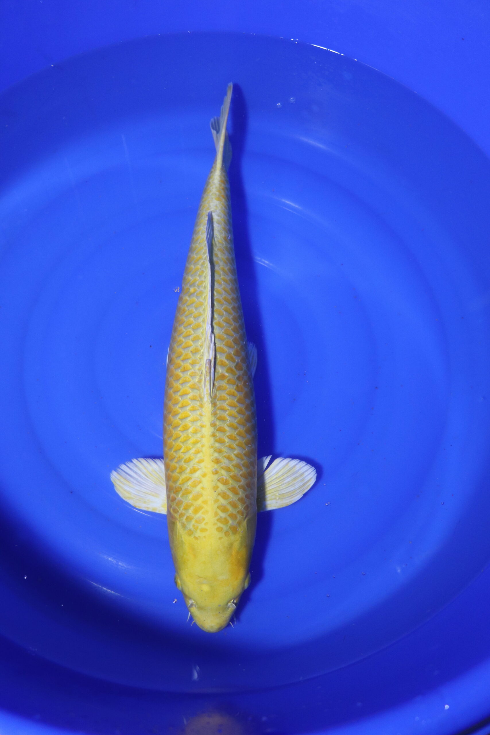 Carpe koi japonaise Yamabuki Ogon (4096)
