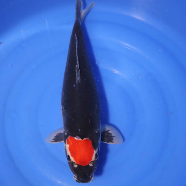 Carpe koi Goshiki – Tancho Kuro Goshiki 52cm (4101)