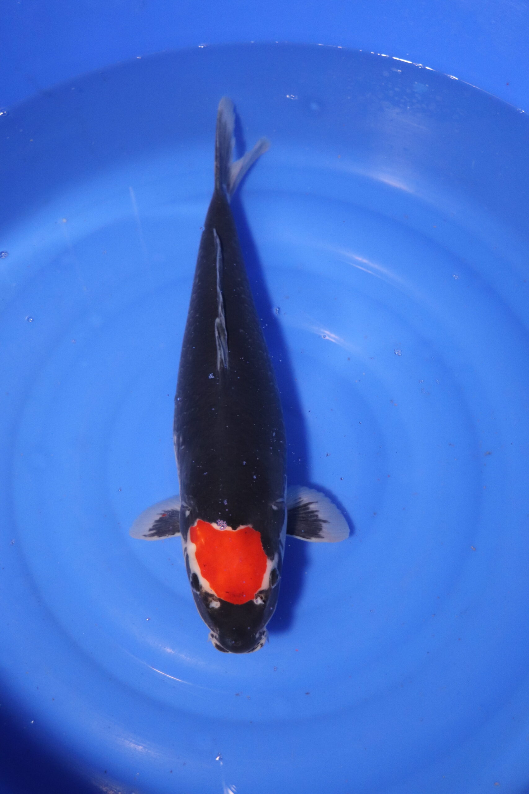Carpe koi japonaise tancho kuro goshiki (4101)