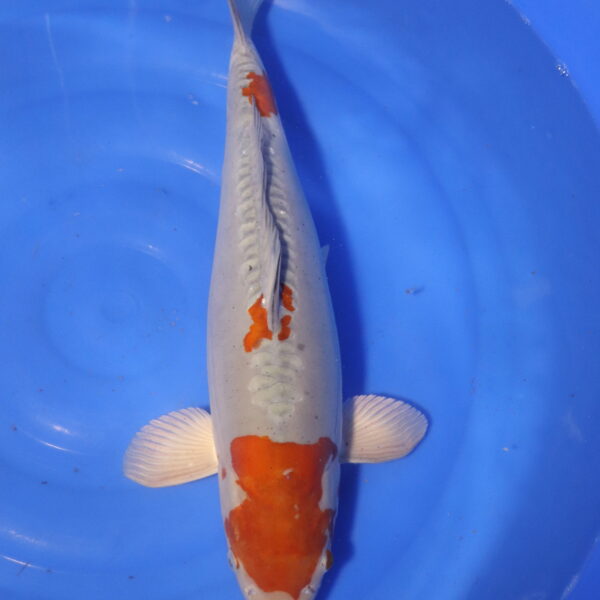 Carpe koi Ochiba – Ochiba Doitsu 46cm (4104)