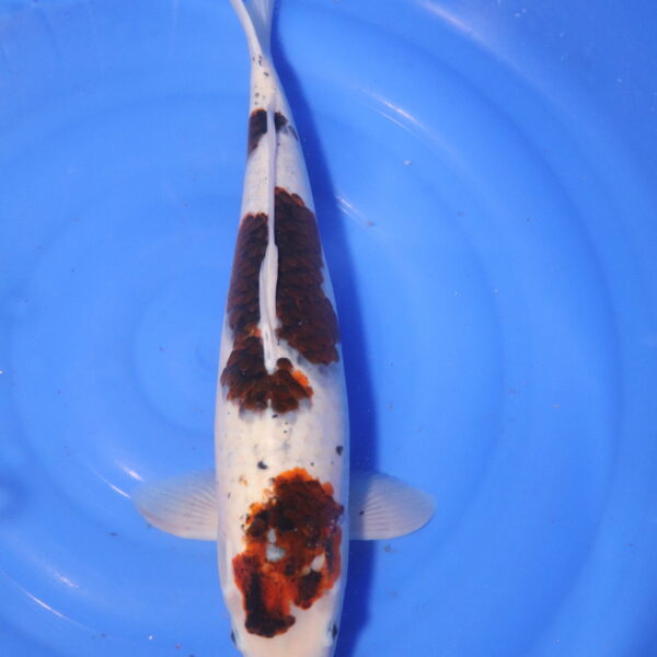 Carpe koi Goromo – Budo Goromo 49cm (4107)