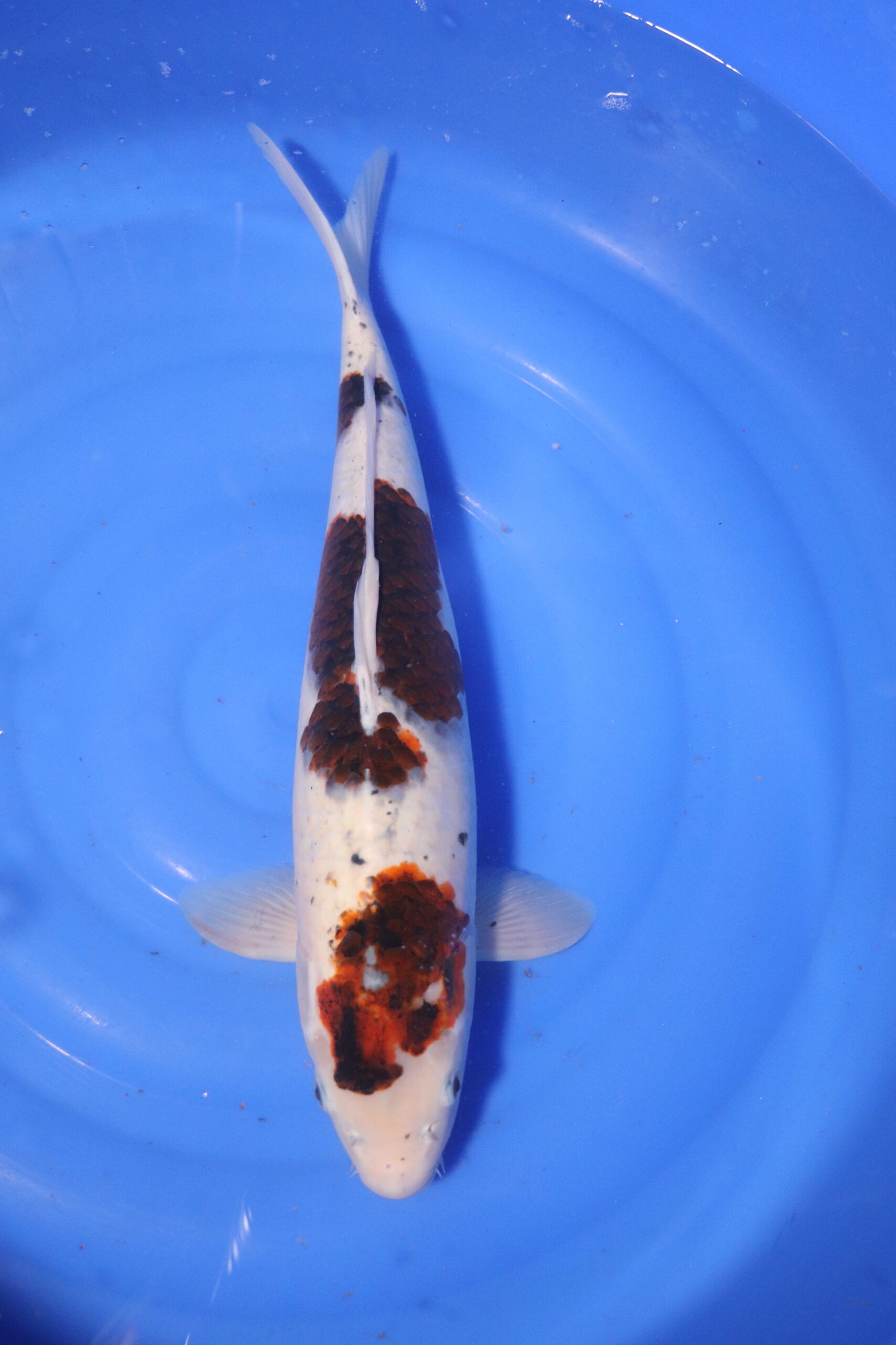 Carpe koi japonaise Budo Goromo (4107)