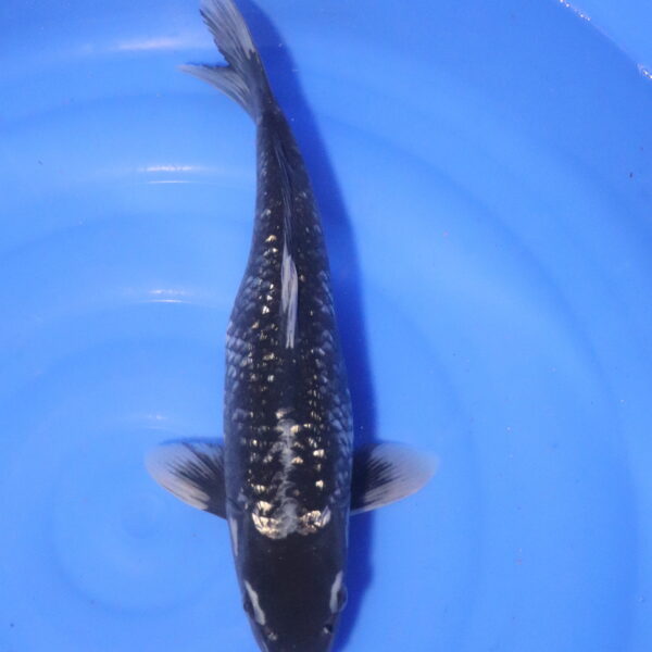 Carpe koi Matsukawabake – Matsukawabake Ginrin 43cm (4113)
