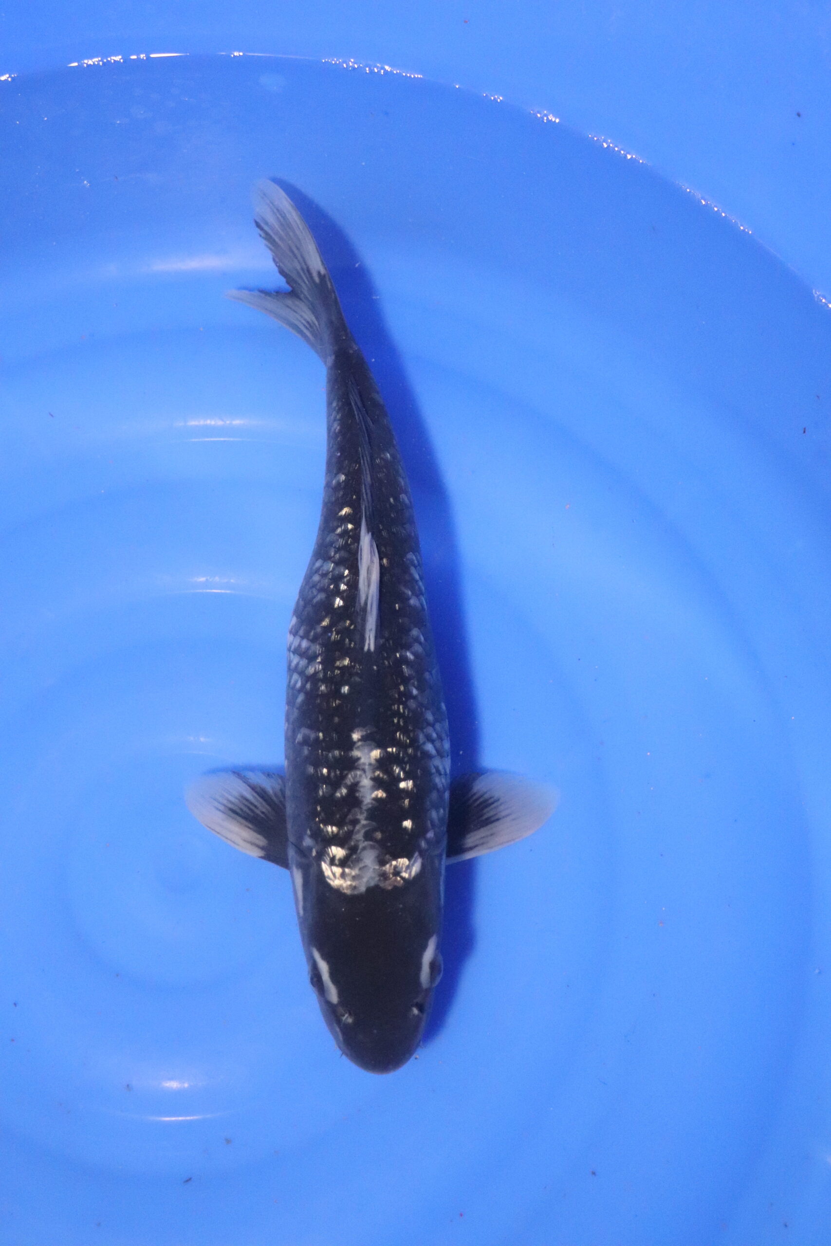Carpe koi japonaise Matsukawabake (4113)