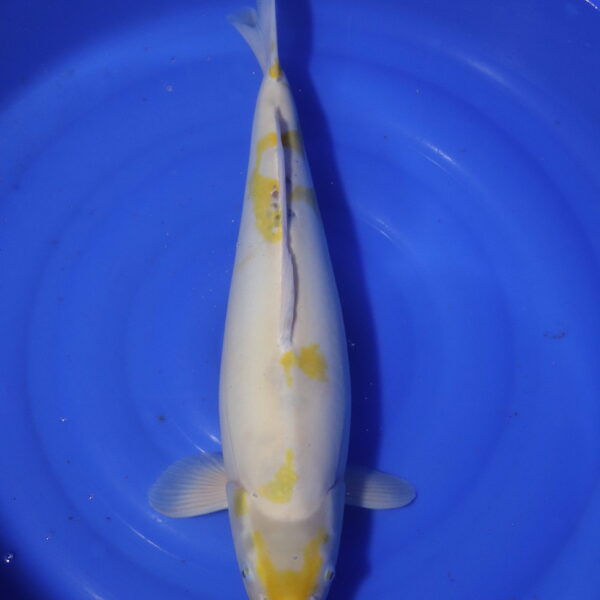 Carpe koi Hariwake – Hariwake Doitsu 58cm (4123)