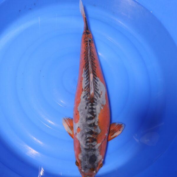 Carpe koi Shusui – Hi Shusui 65cm (4129)