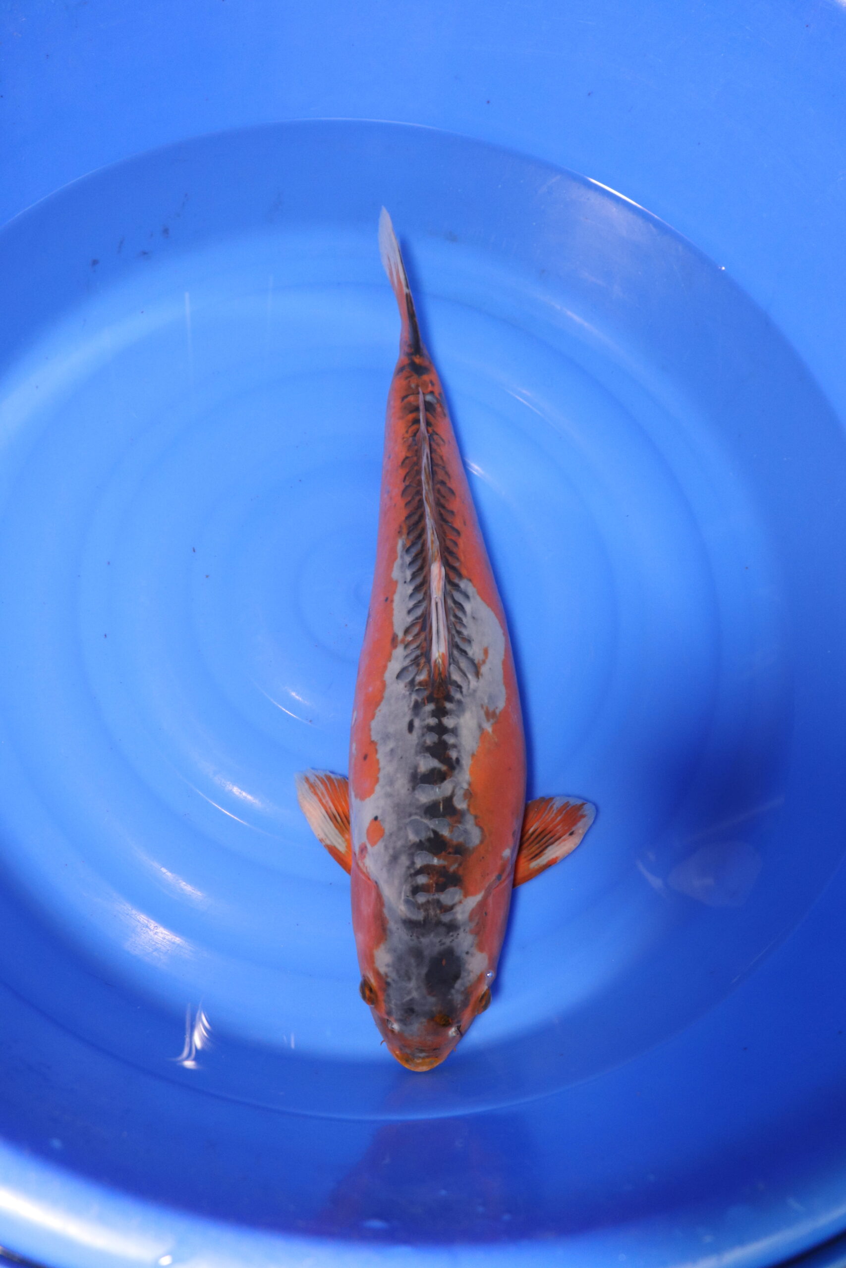 Carpe koi japonaise hi Shusui