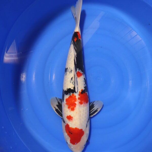 Carpe koi Showa – Showa 60cm (4134)