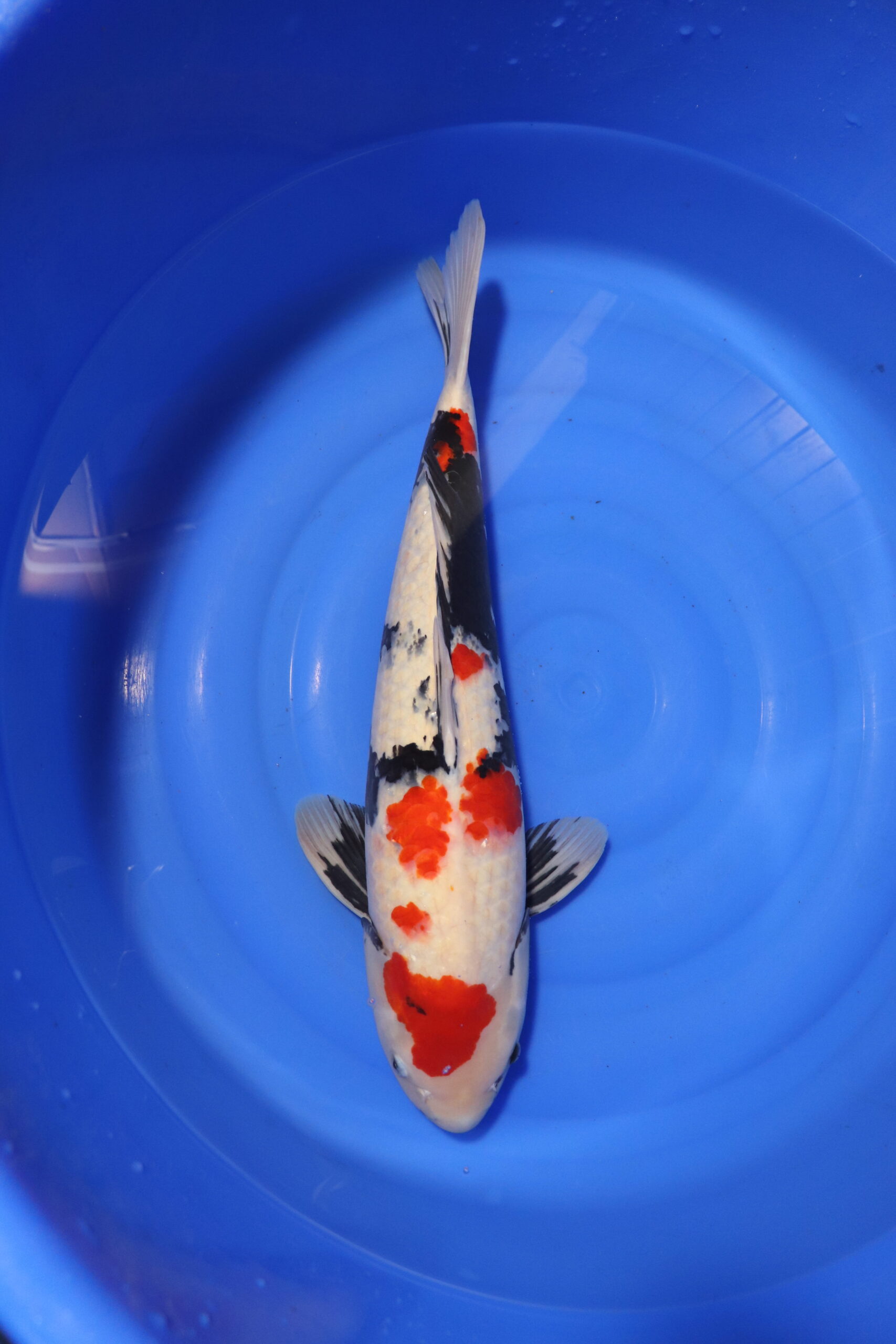 Carpe koi japonaise showa (4134)