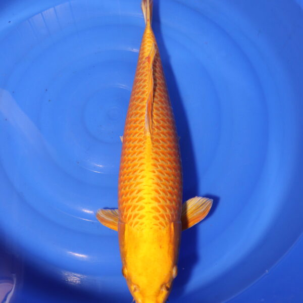 Carpe koi Yamabuki Ogon – Yamabuki Ogon 59cm (4136)