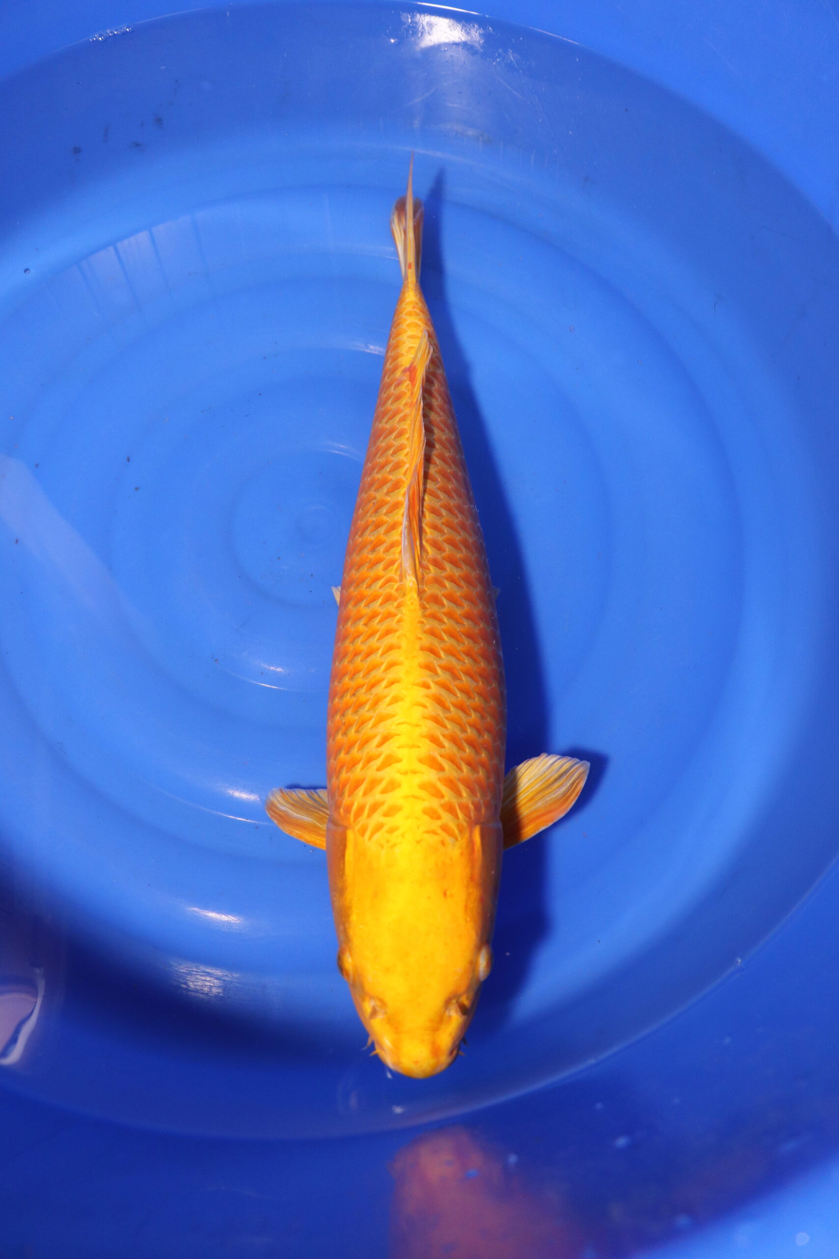 carpe koi japonaise yamabuki ogon (4136)
