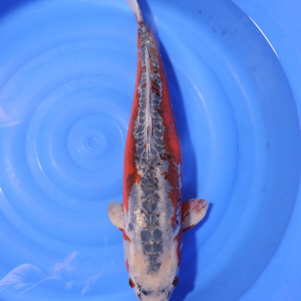 Carpe koi Shusui – Hi Shusui 64cm (4141)