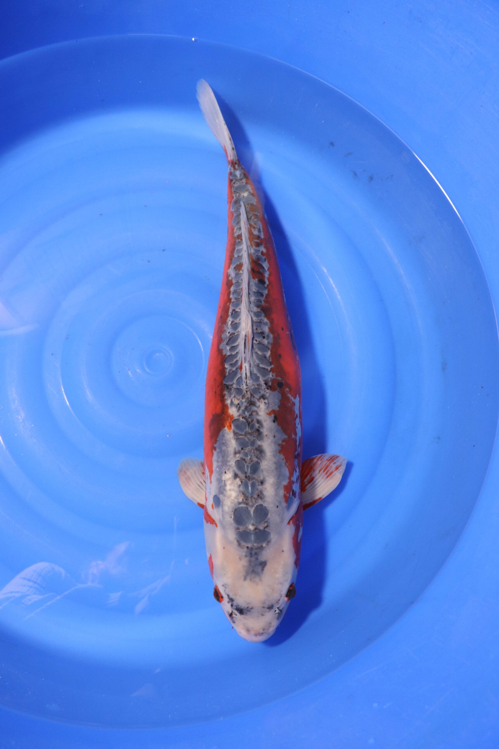 Carpe koi japonaise hi shusui (4141)