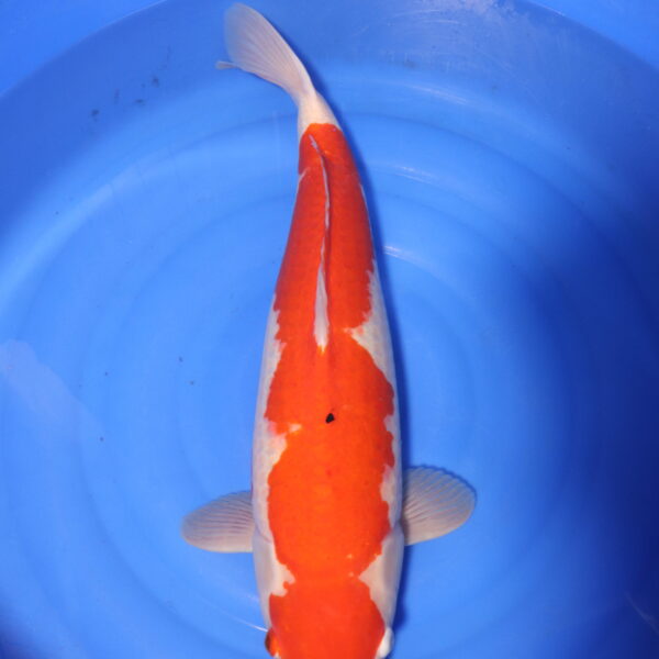 Carpe koi Kohaku – Kohaku 62cm (4143)