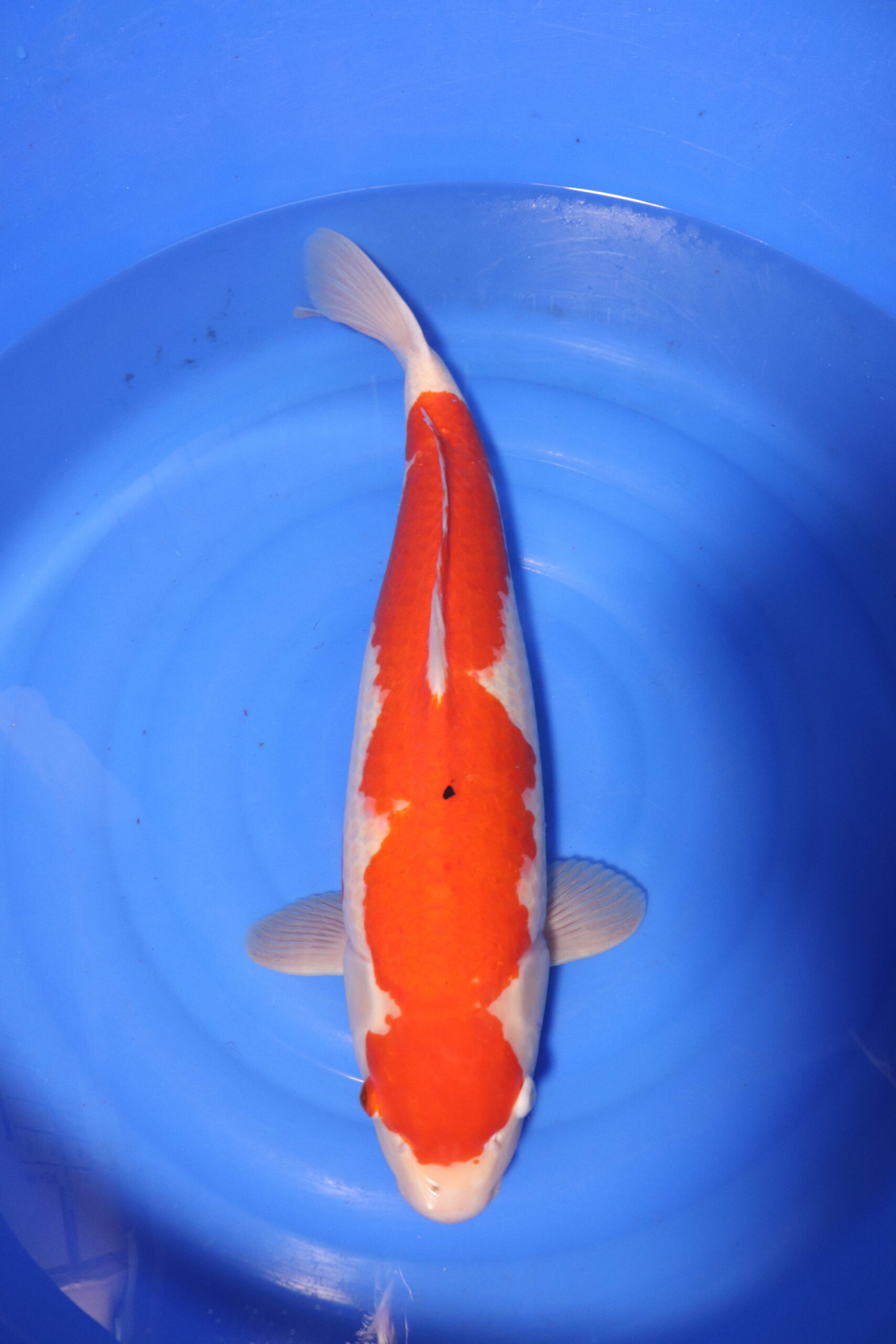 Carpe koi japonaise kohaku (4143)