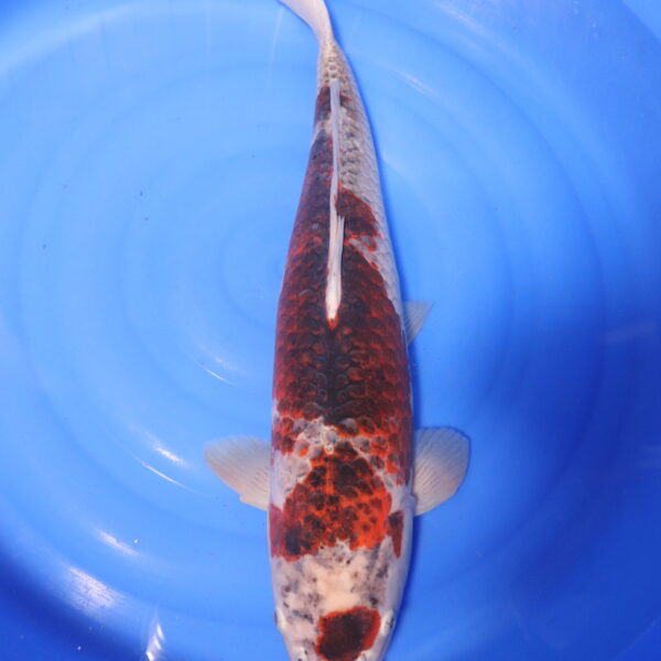Carpe koi Goromo – Budo Goromo 64cm (4145)