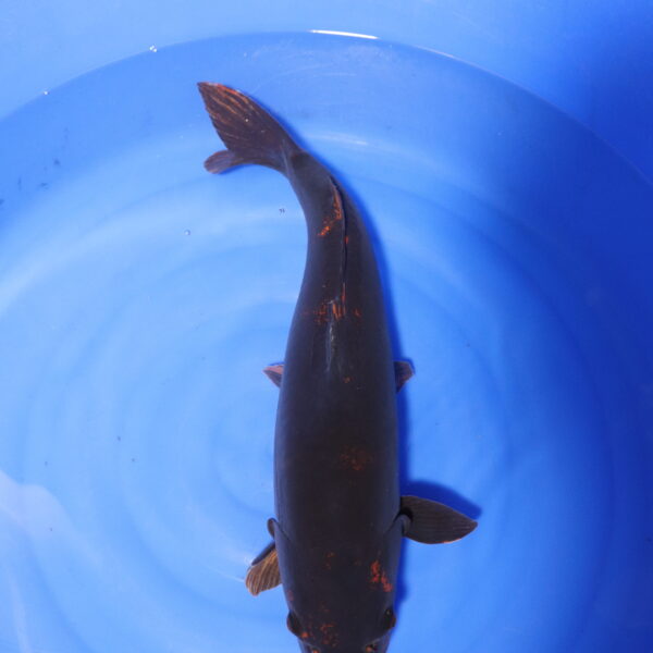 Carpe koi Karasugoi – Karasugoi Doitsu 55cm (4150)
