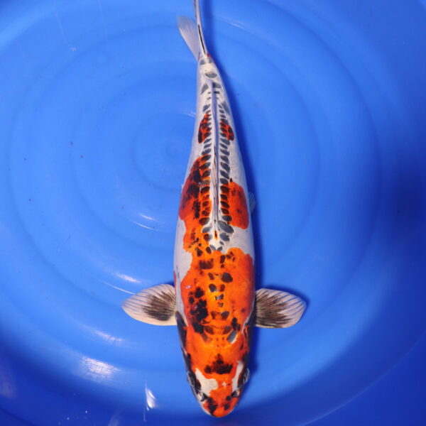 Carpe koi Beni Kikokuryu – Beni kikokuryu 54cm (4153)