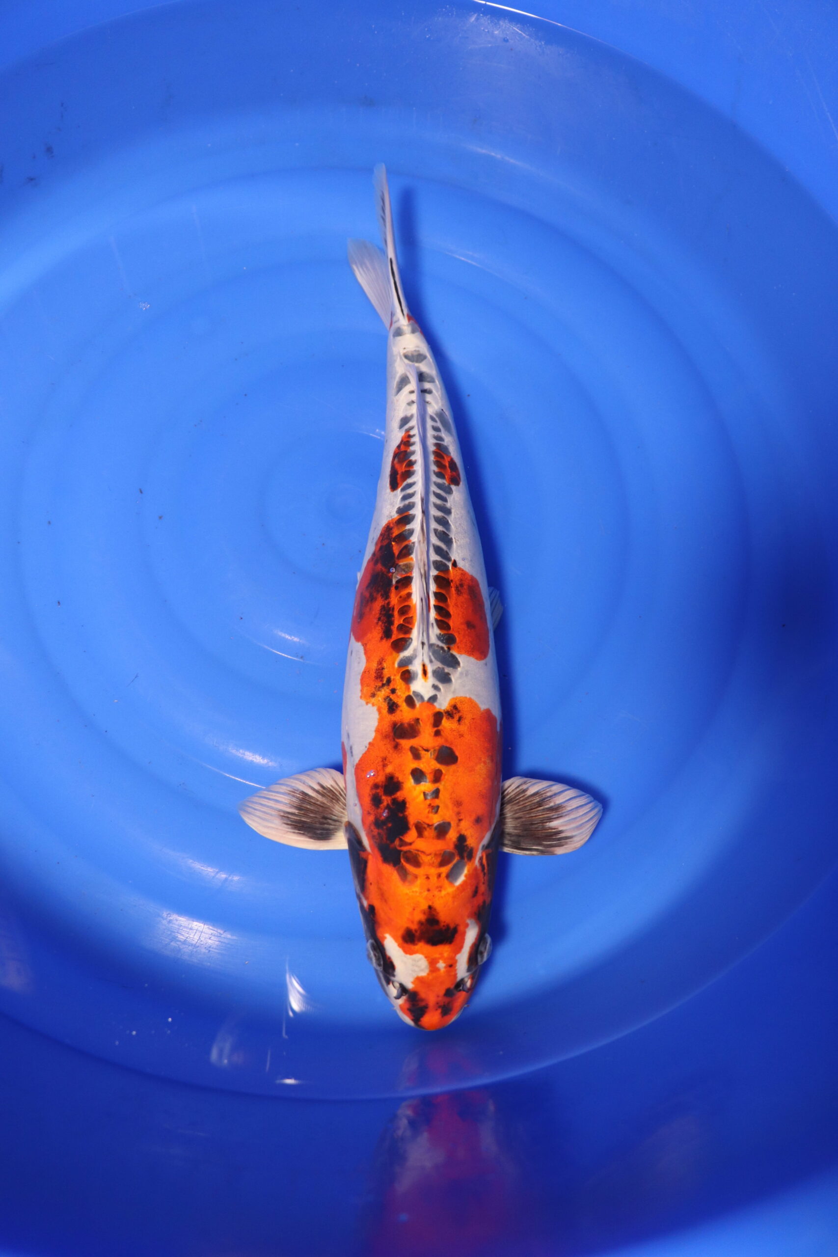 Carpe koi japonaise Beni Kikokuryu (4153)