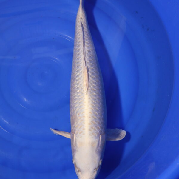 Carpe koi Platinum Ogon – Platinum Ogon 64cm (4158)
