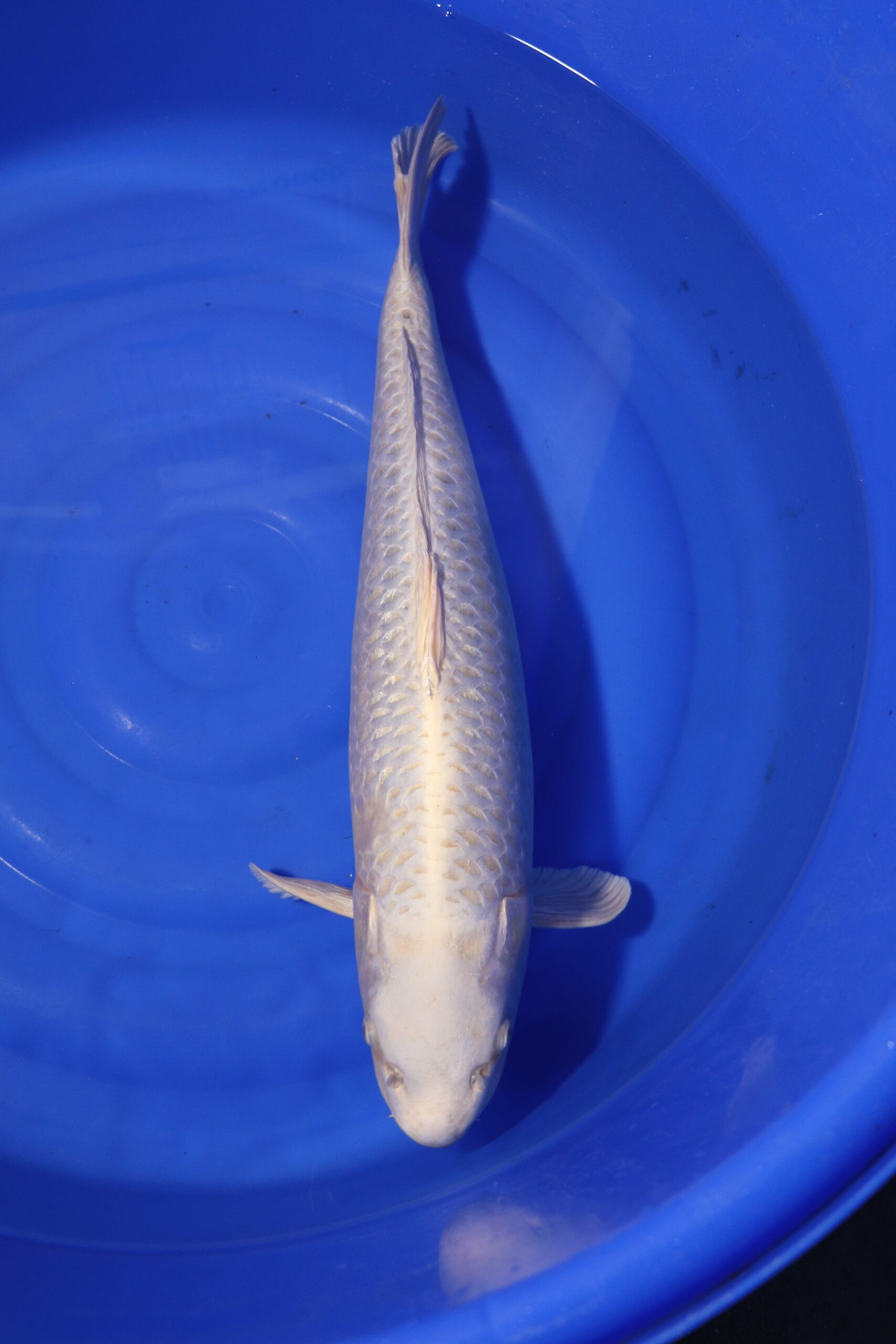 Carpe koi japonaise platinum ogon (4158)