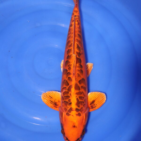 Carpe koi Mizuho Ogon – Mizuho Ogon 52cm (4159)