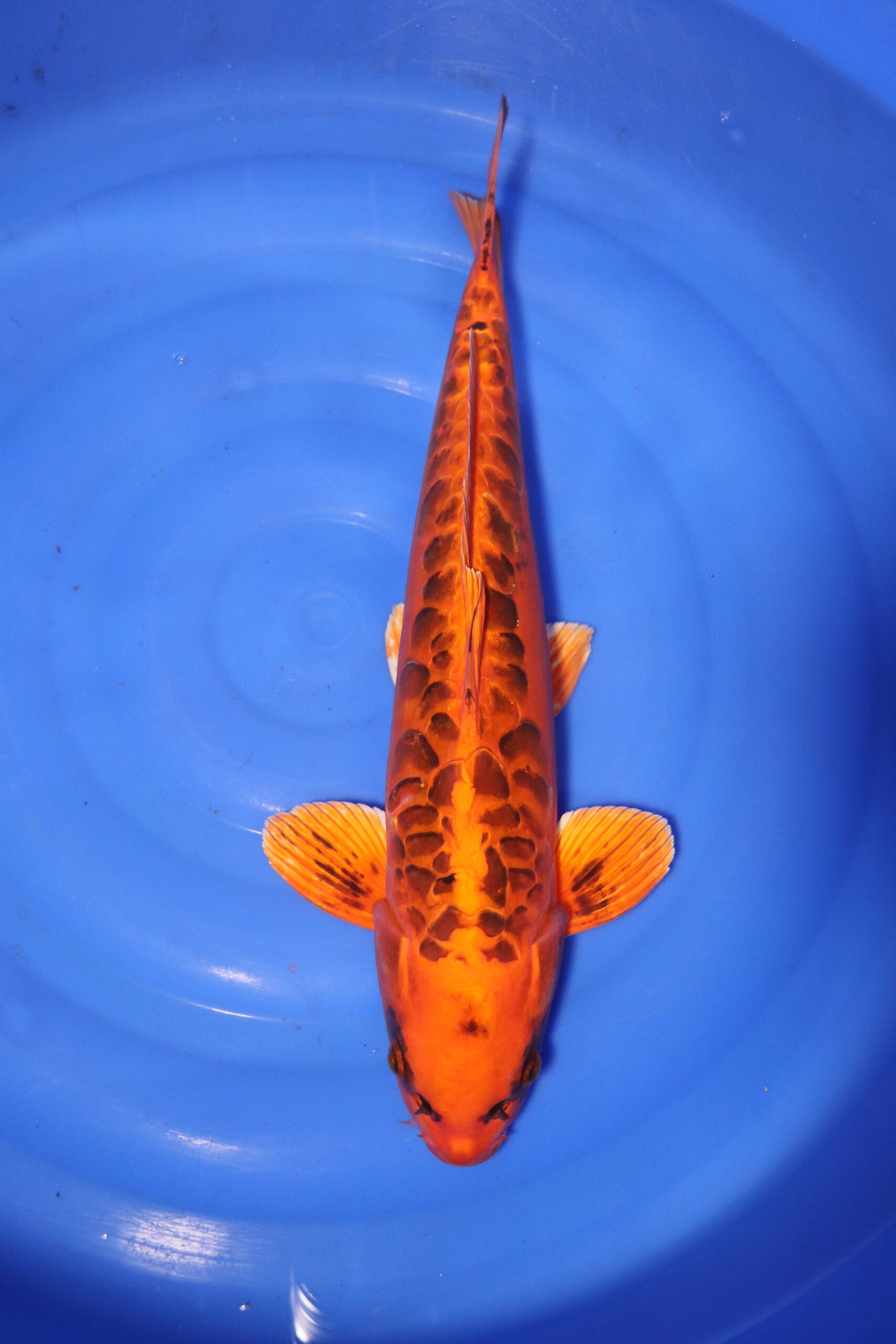 Carpe koi japonaise Mizuho Ogon (4159)
