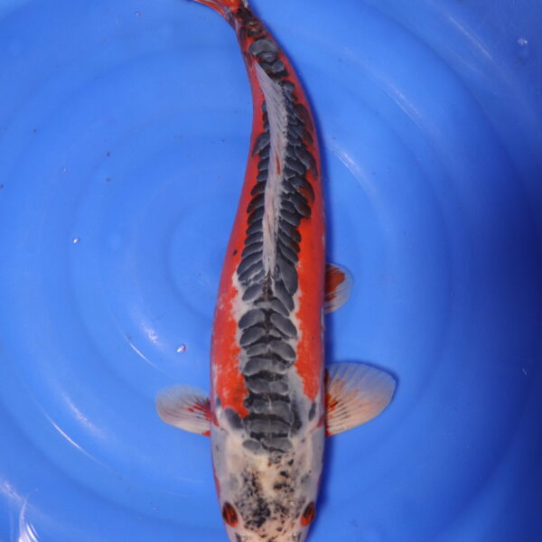 Carpe koi Shusui – Hi Shusui 55cm (4163)