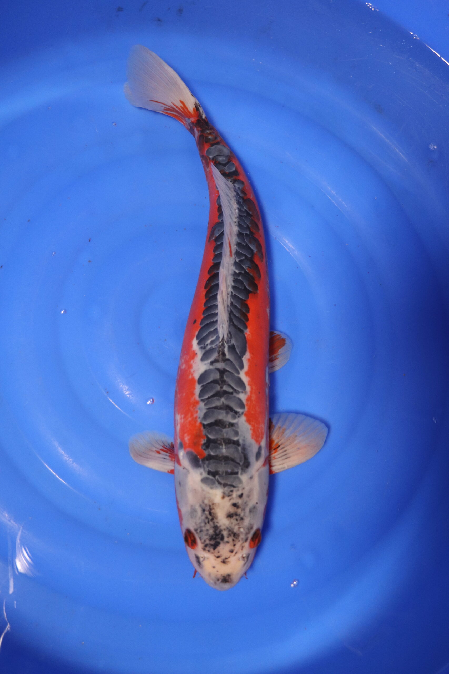 Carpe koi japonaise hi shusui (4163)