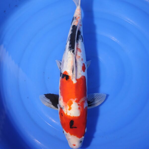 Carpe koi Showa – Showa Doitsu 53cm (4166)