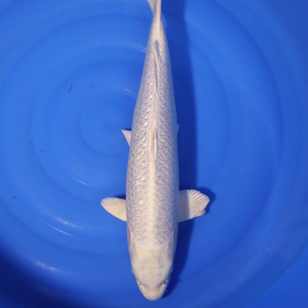 Carpe koi Platinum Ogon – Platinum Ogon 55cm (4173)