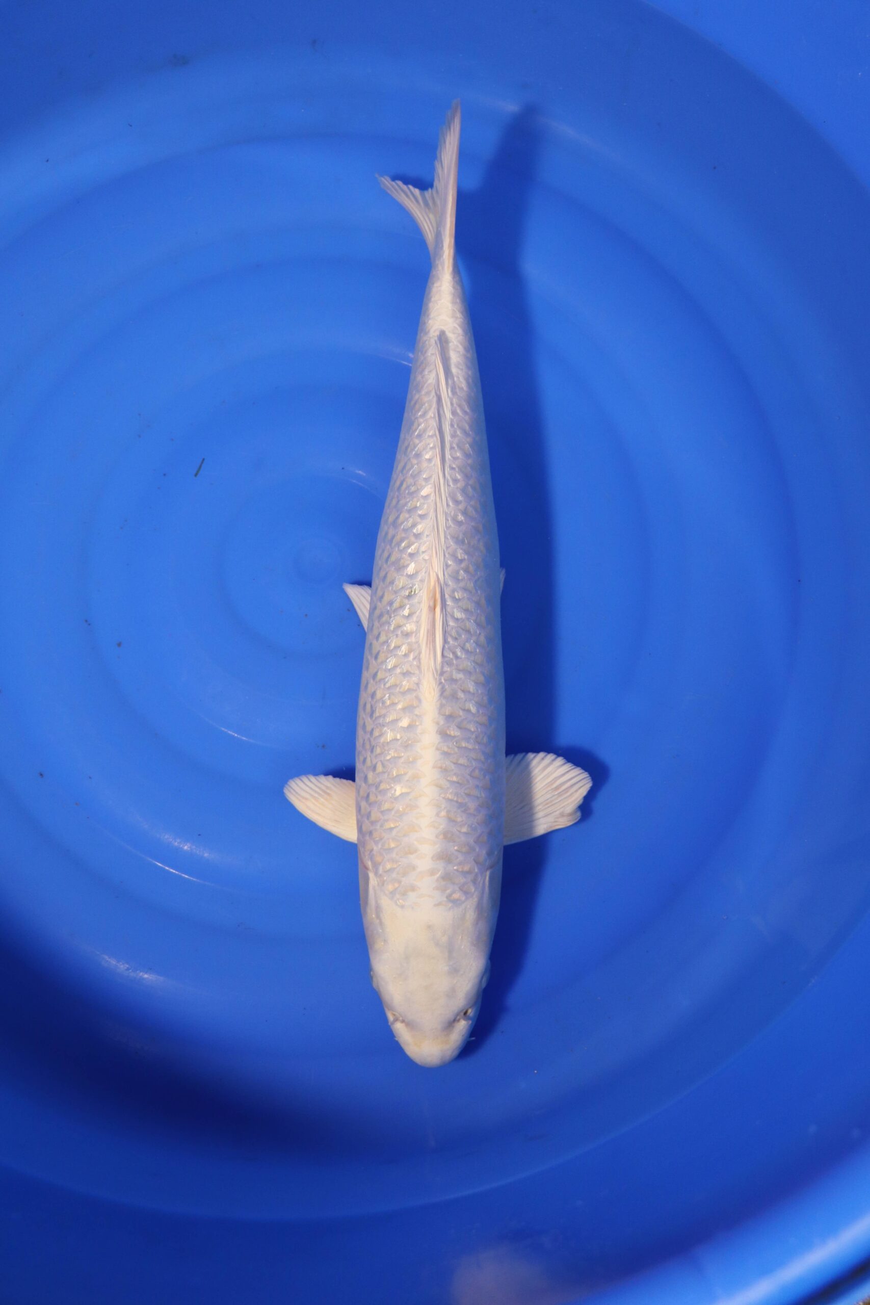 Carpe koi japonaise platinum ogon (4173)