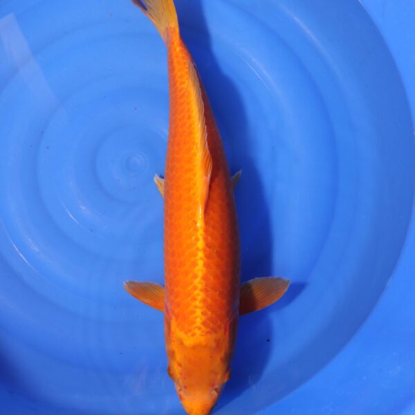 Carpe koi Orenji Ogon – Orenji Ogon 60cm (4175)