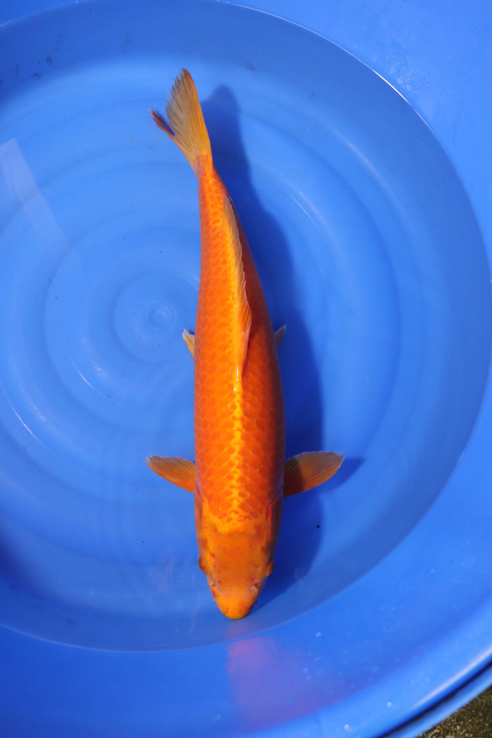 Carpe koi japonaise orenji ogon (4175)