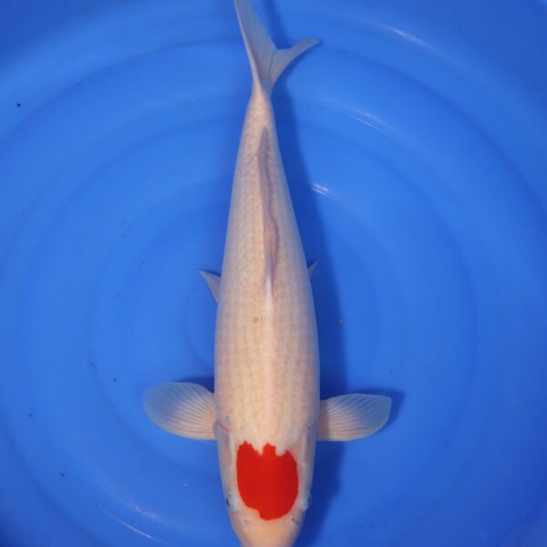 Carpe koi Tancho – Tancho 50cm (4177)