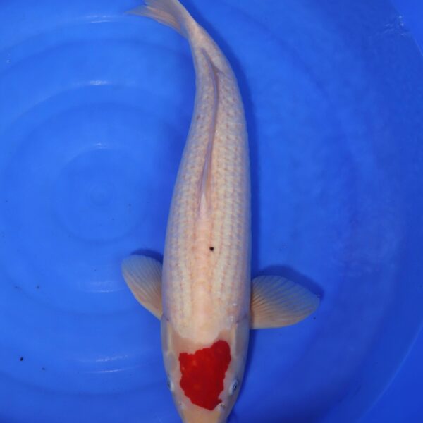Carpe koi Tancho – Tancho 55cm (4178)