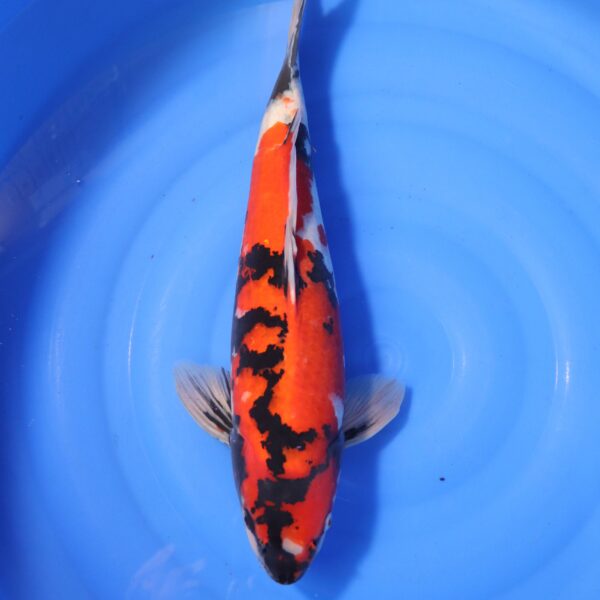 Carpe koi Showa – Hi Showa 49cm (4184)