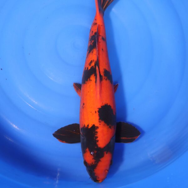 Carpe koi Hi Utsuri – Hi Utsuri 51cm (4188)