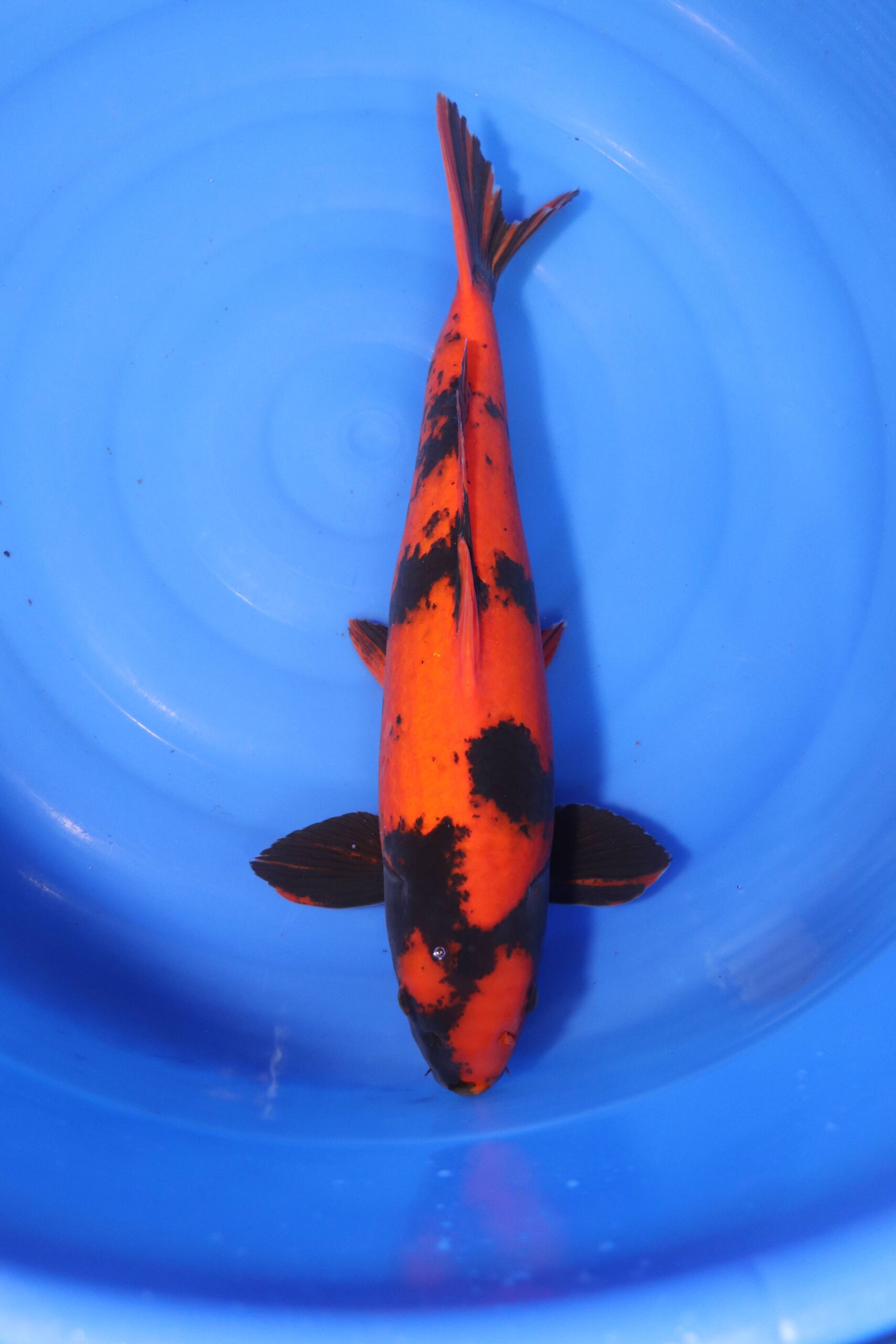 Carpe koi japonaise Hi Utsuri (4188)