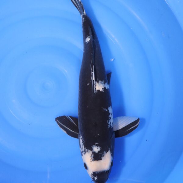 Carpe koi Shiro Utsuri – Shiro Utsuri 54cm (4190)
