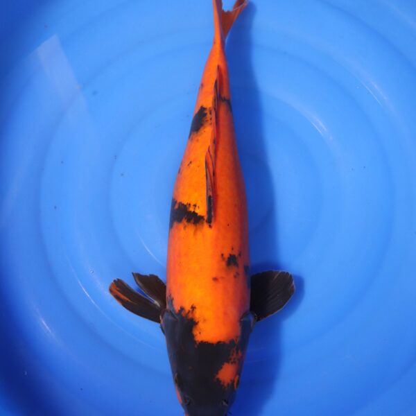 Carpe koi Hi Utsuri – Hi Utsuri 53cm (4190)