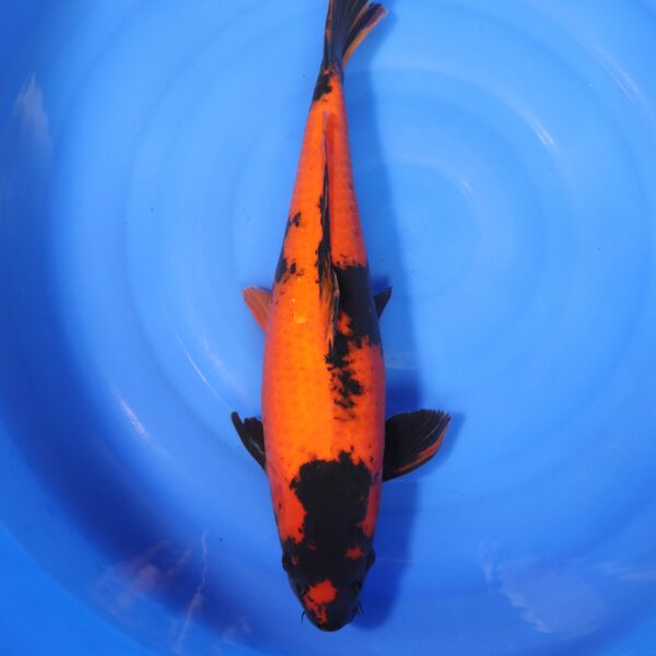 Carpe koi Hi Utsuri – Hi Utsuri 51cm (4192)