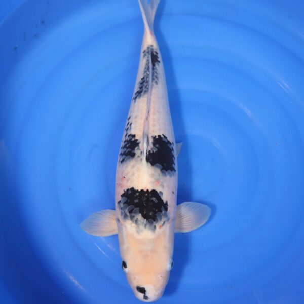 Carpe koi Shiro Utsuri – Shiro Utsuri 54cm (4196)