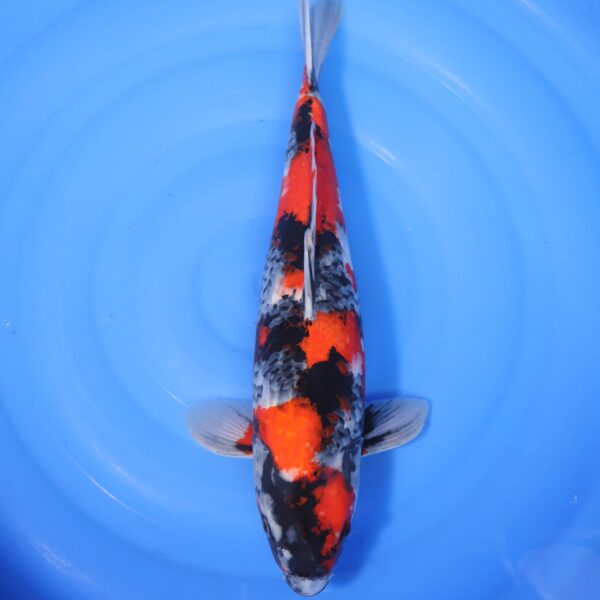 Carpe koi Showa – Showa 48cm (4203)