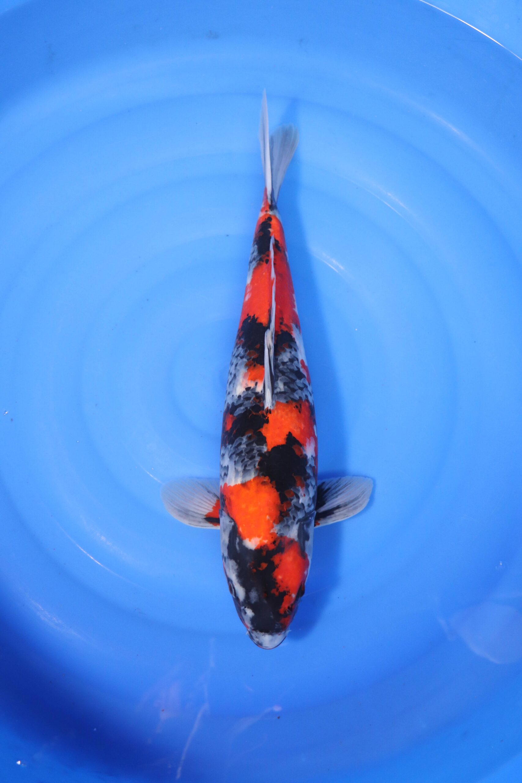 Carpe koi japonaise showa (4203)