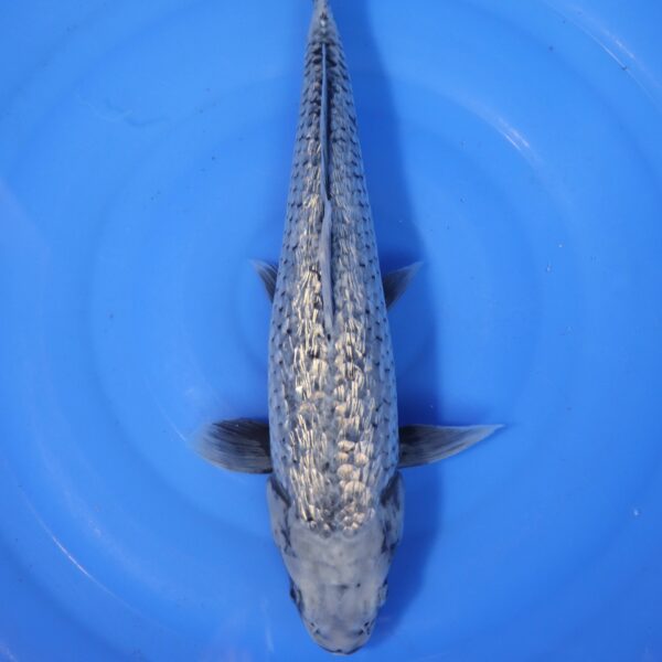 Carpe koi Matsukawabake – Matsukawabake Ginrin 43cm (4206)