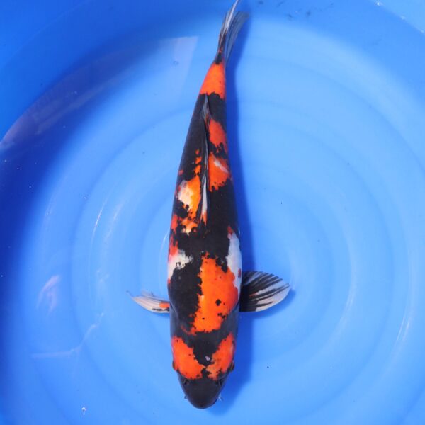 Carpe koi Showa – Showa 51cm (4215)