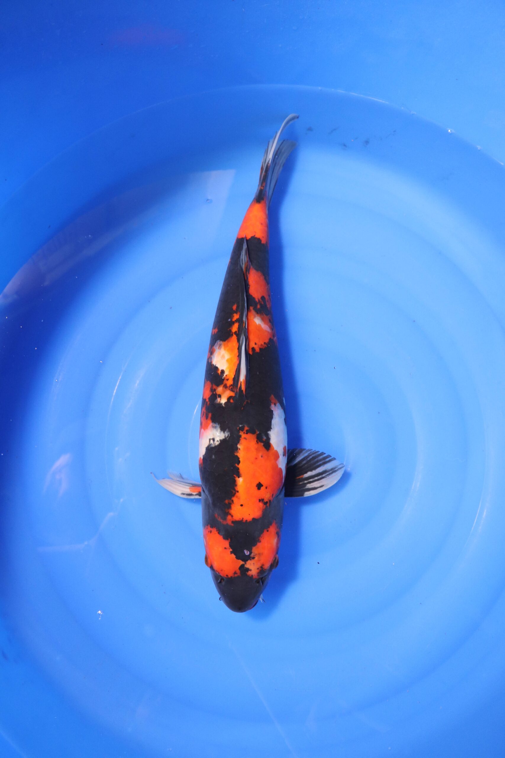Carpe koi japonaise Showa (4215)
